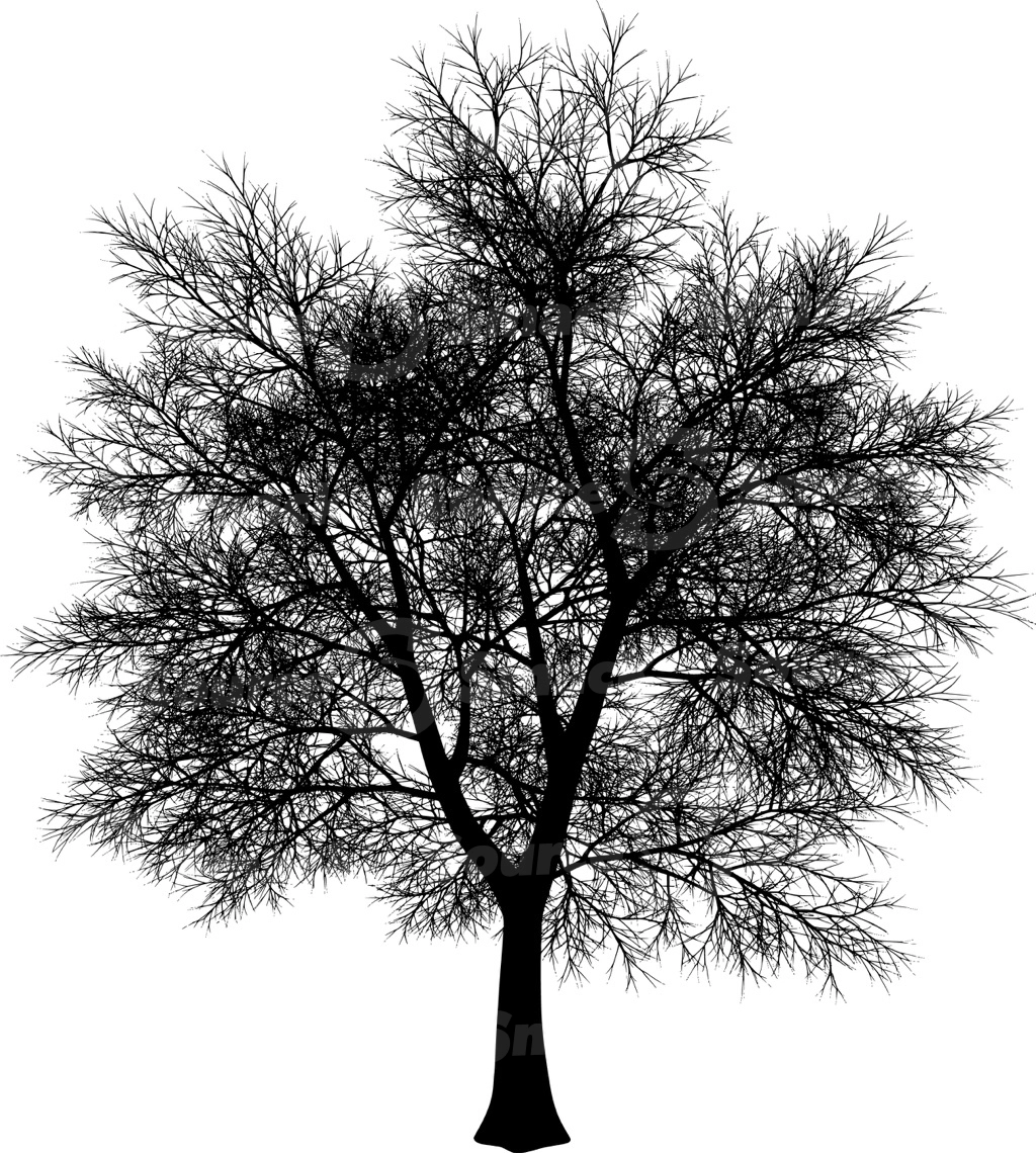 A coniferous tree with no leaves