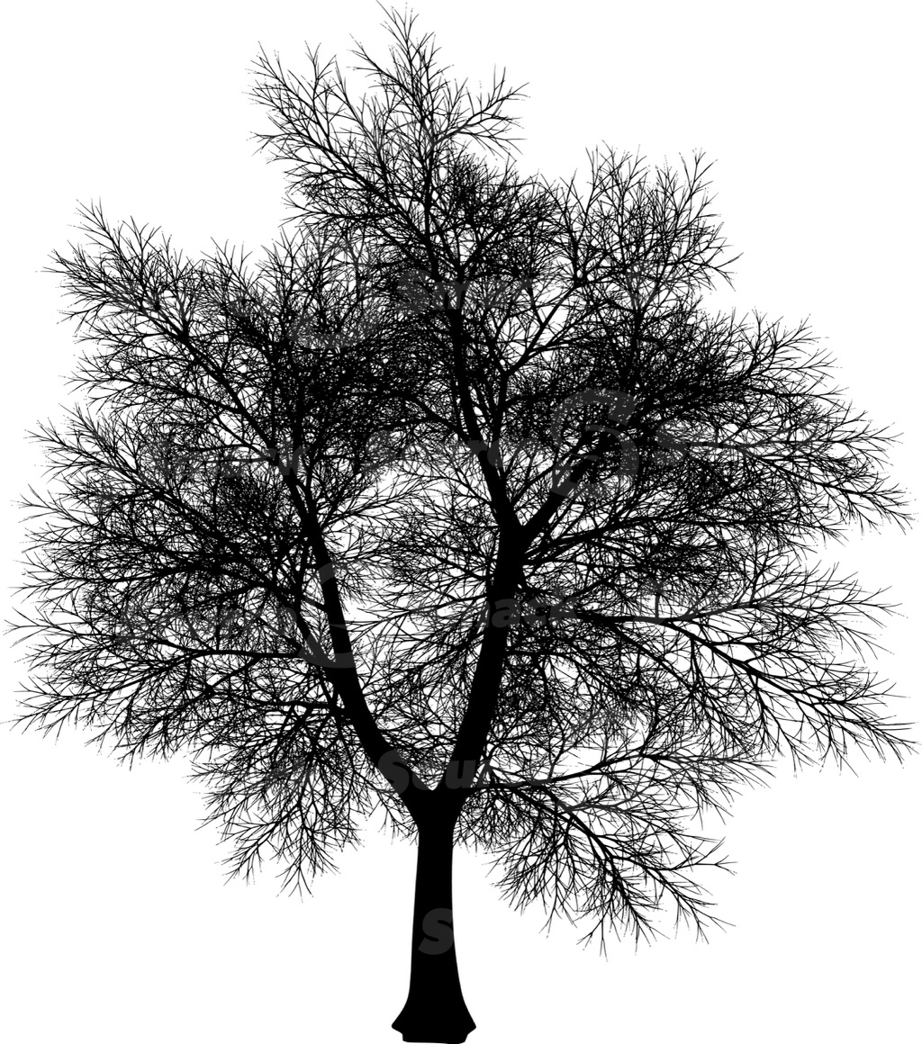 A coniferous tree with no leaves