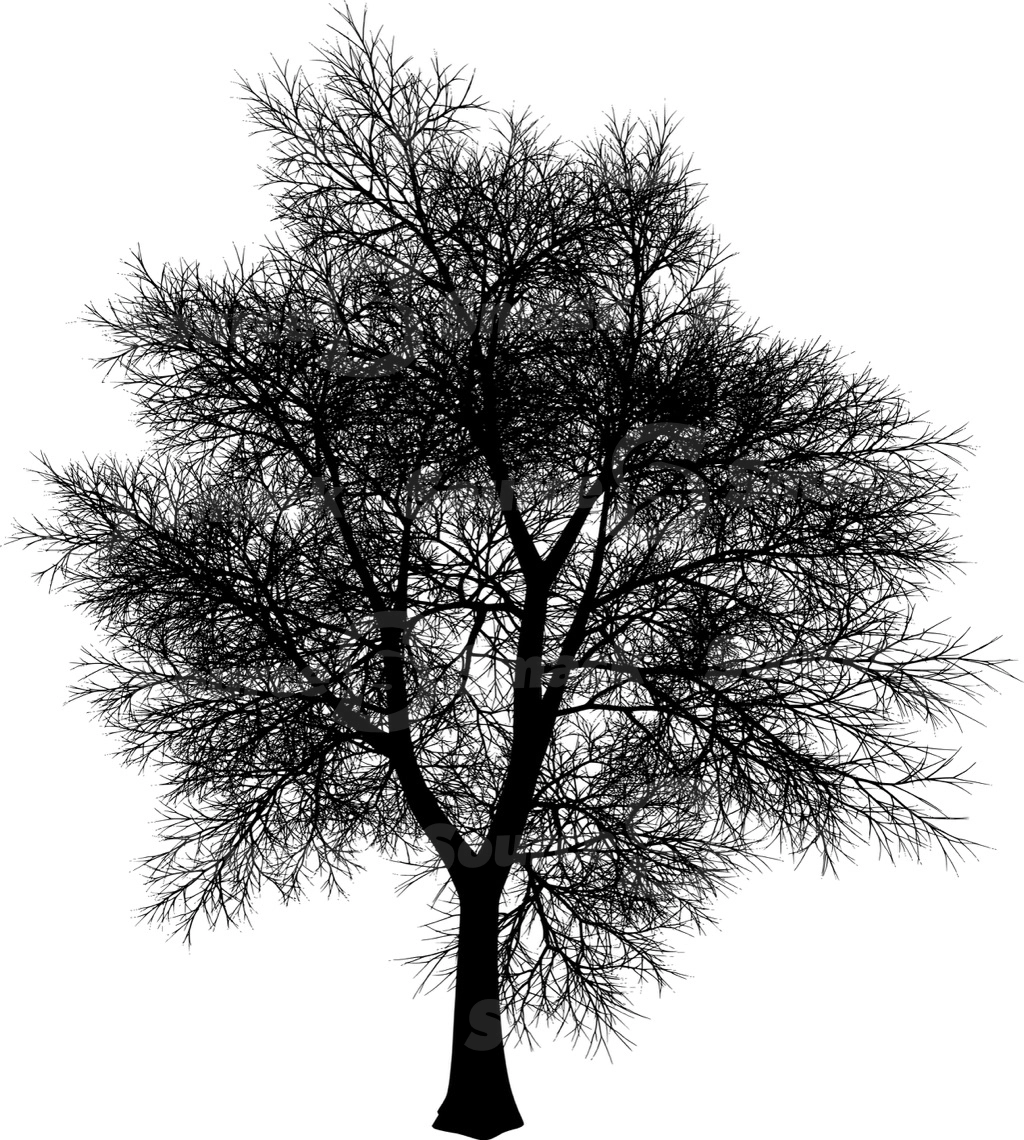 A coniferous tree with no leaves
