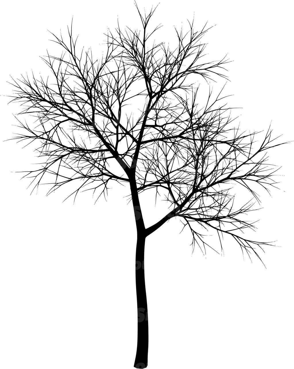A coniferous tree with no leaves
