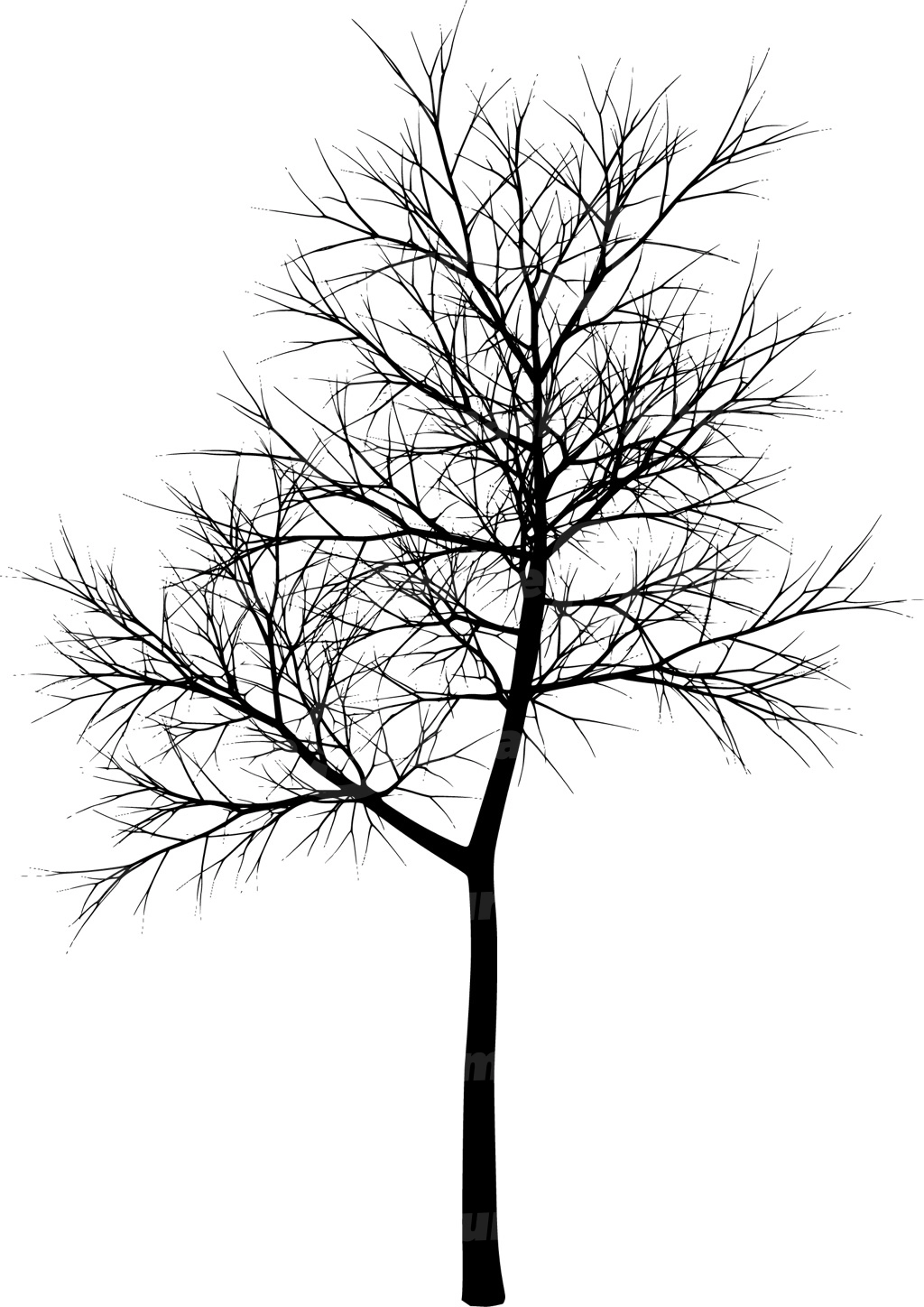 A coniferous tree with no leaves