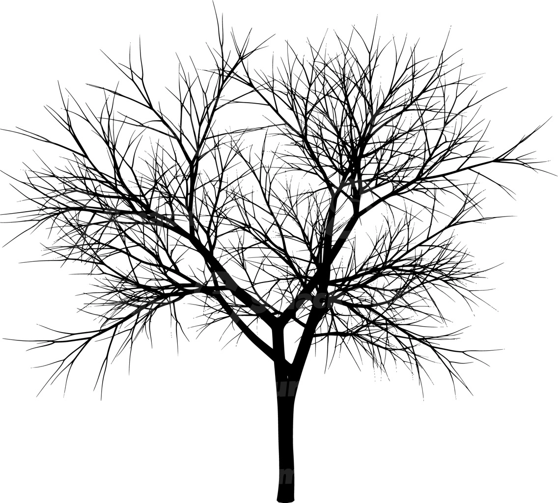 A coniferous tree with no leaves