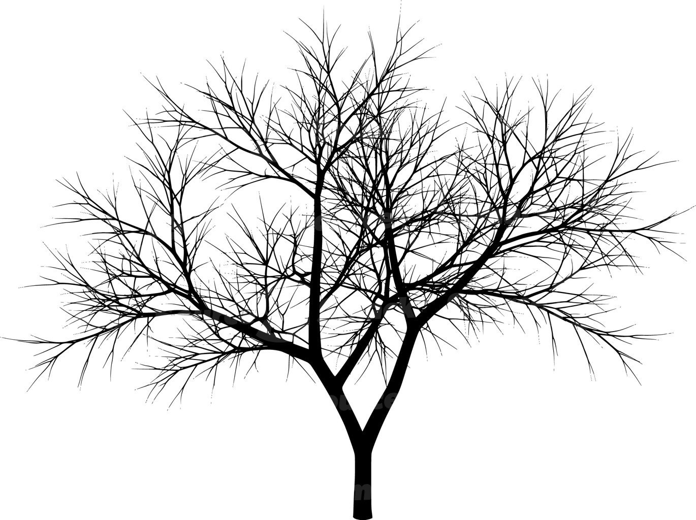 A coniferous tree with no leaves