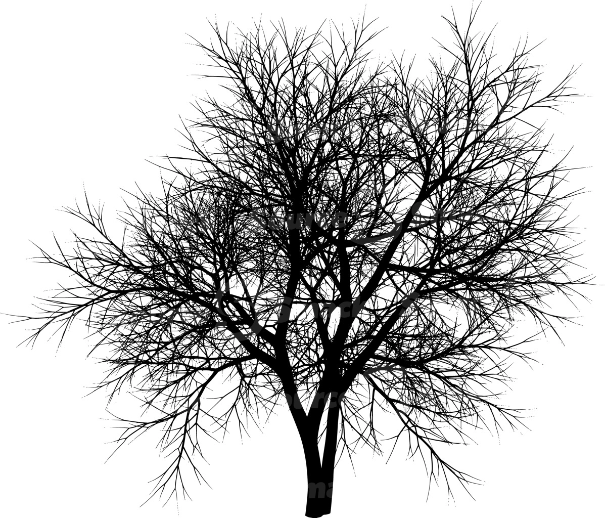 A coniferous tree with no leaves