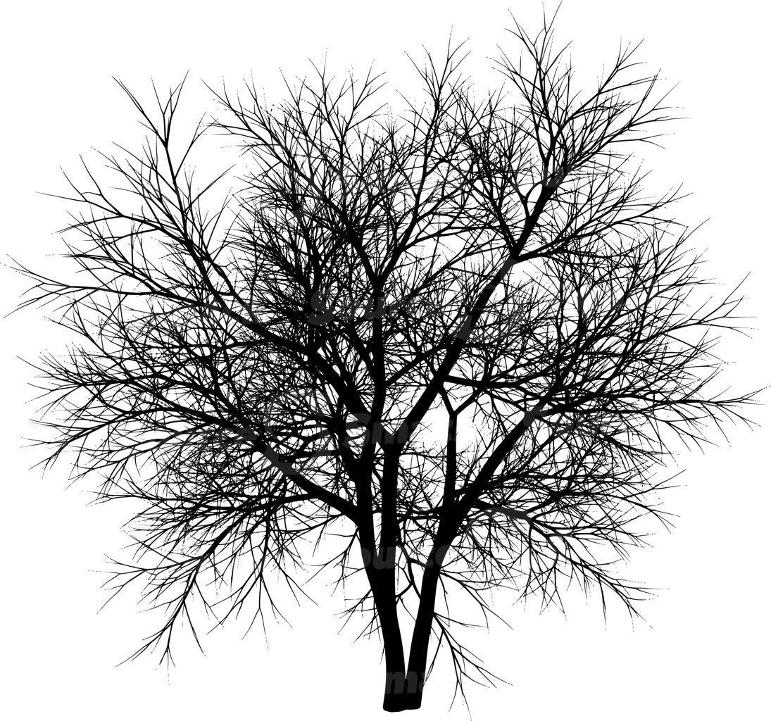 A coniferous tree with no leaves