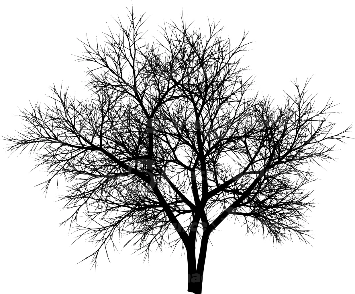 A coniferous tree with no leaves