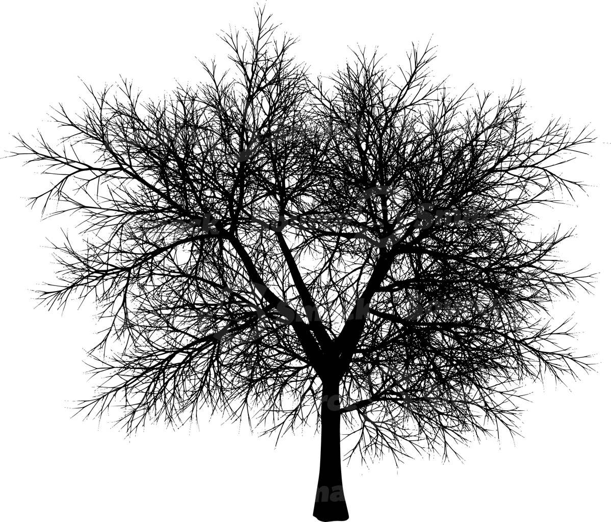 A coniferous tree with no leaves