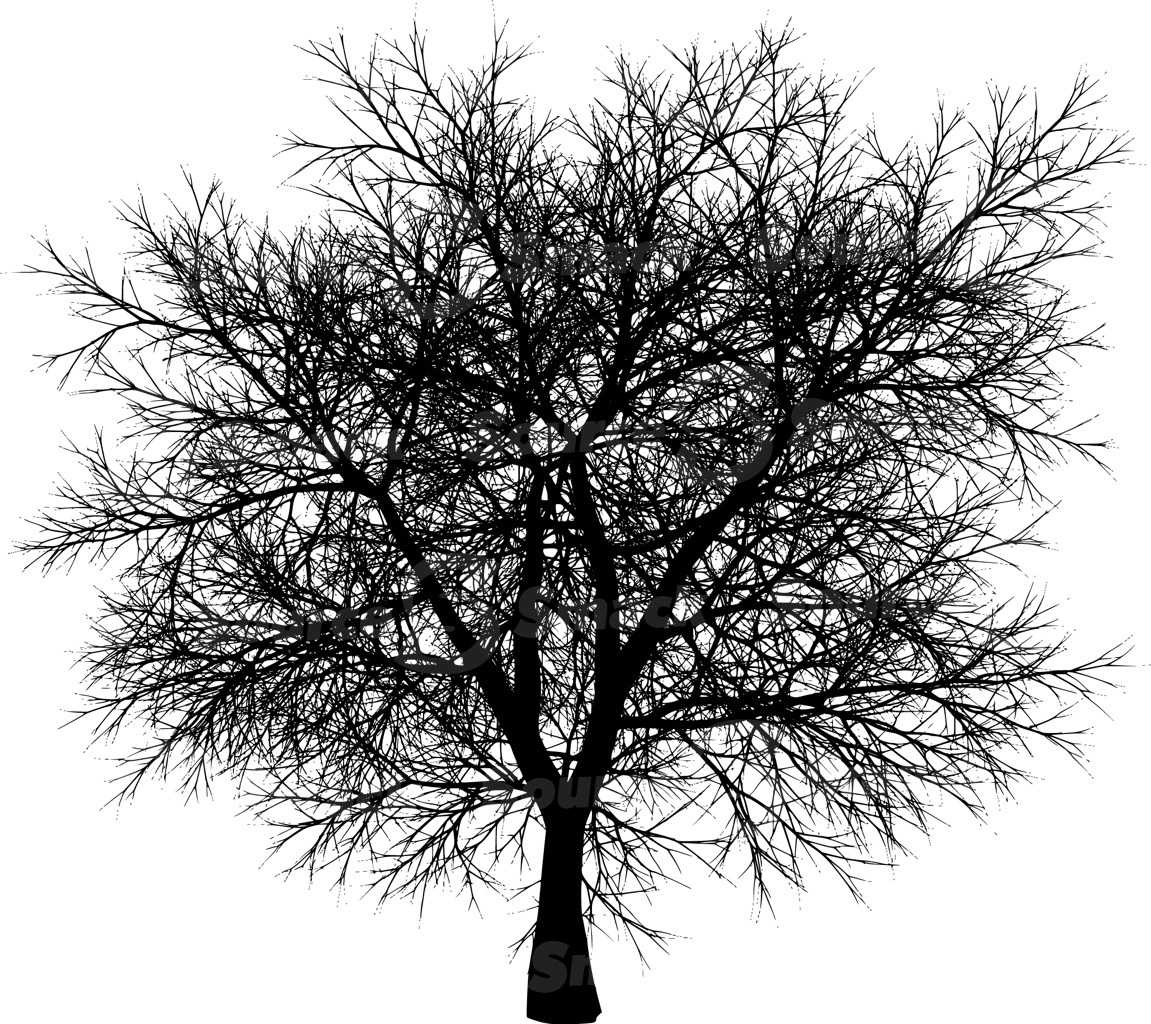 A coniferous tree with no leaves