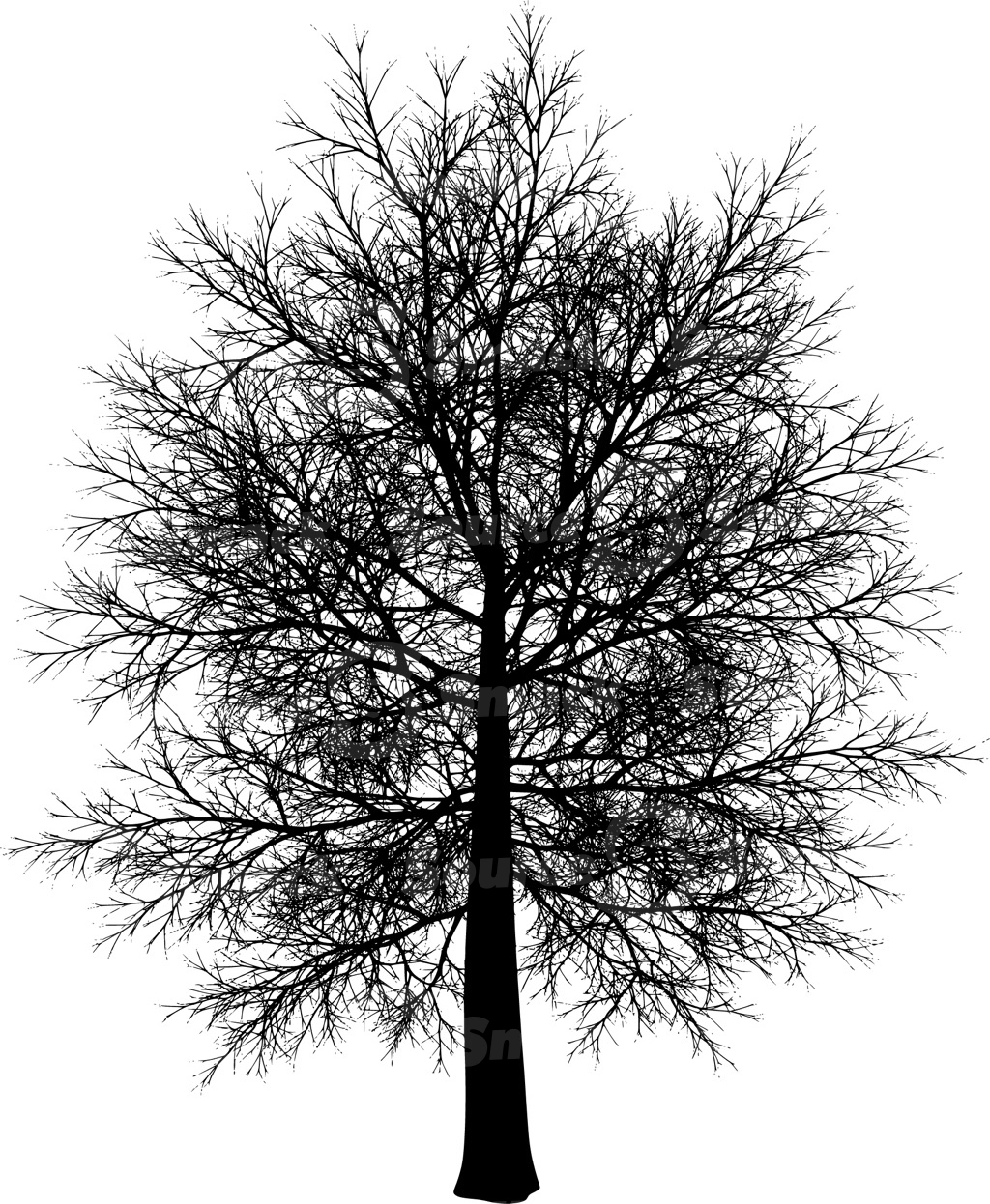 A coniferous tree with no leaves