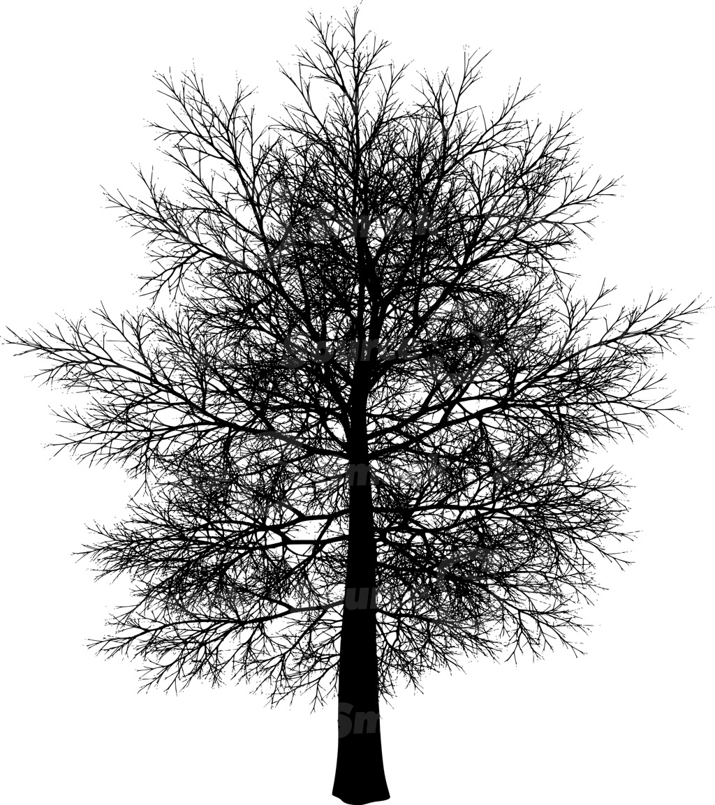 A coniferous tree with no leaves