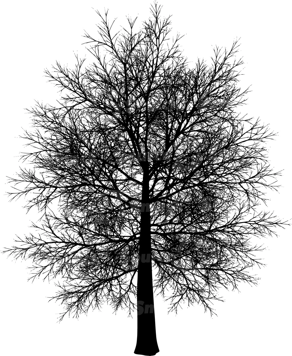A coniferous tree with no leaves