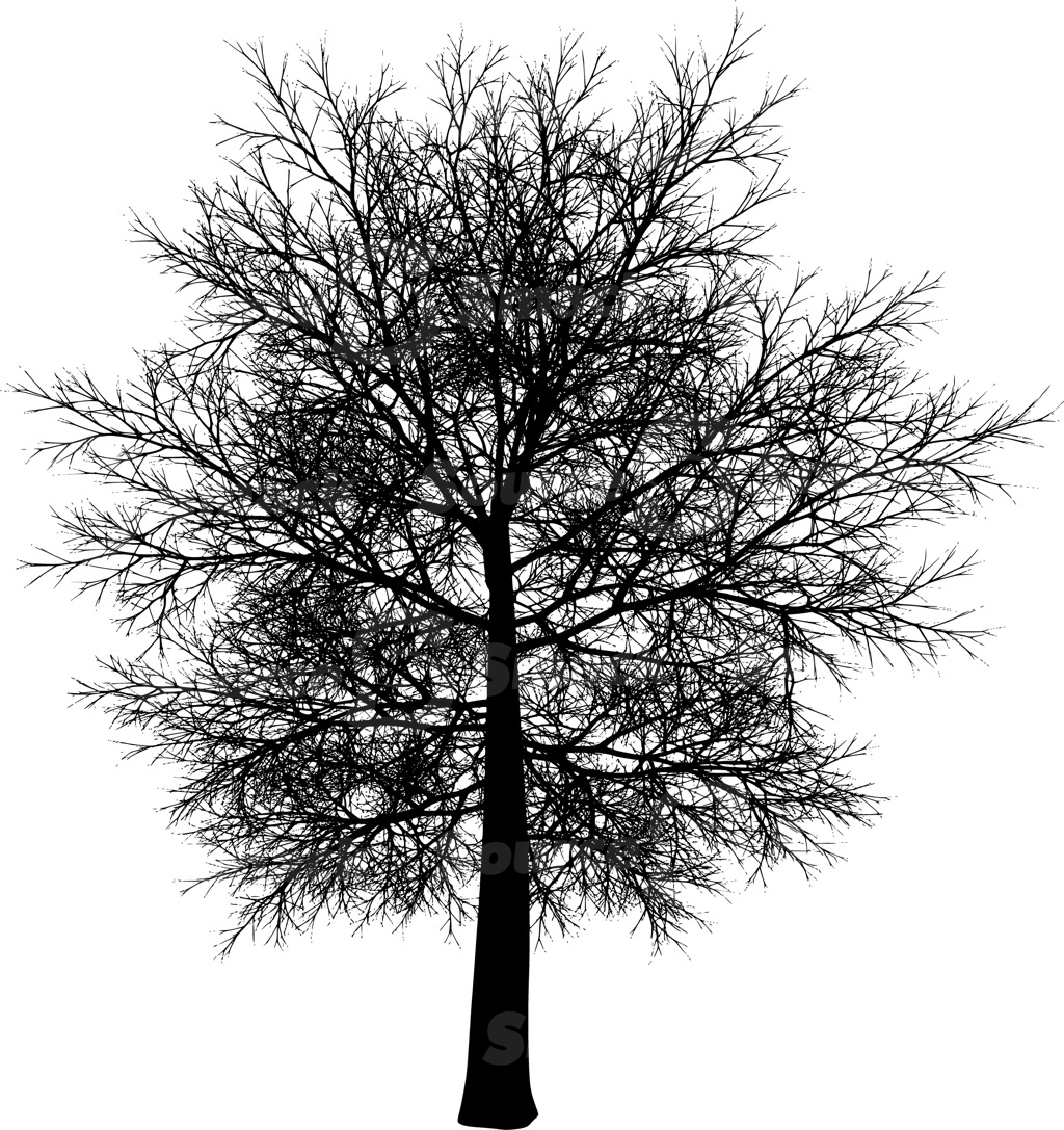 A coniferous tree with no leaves