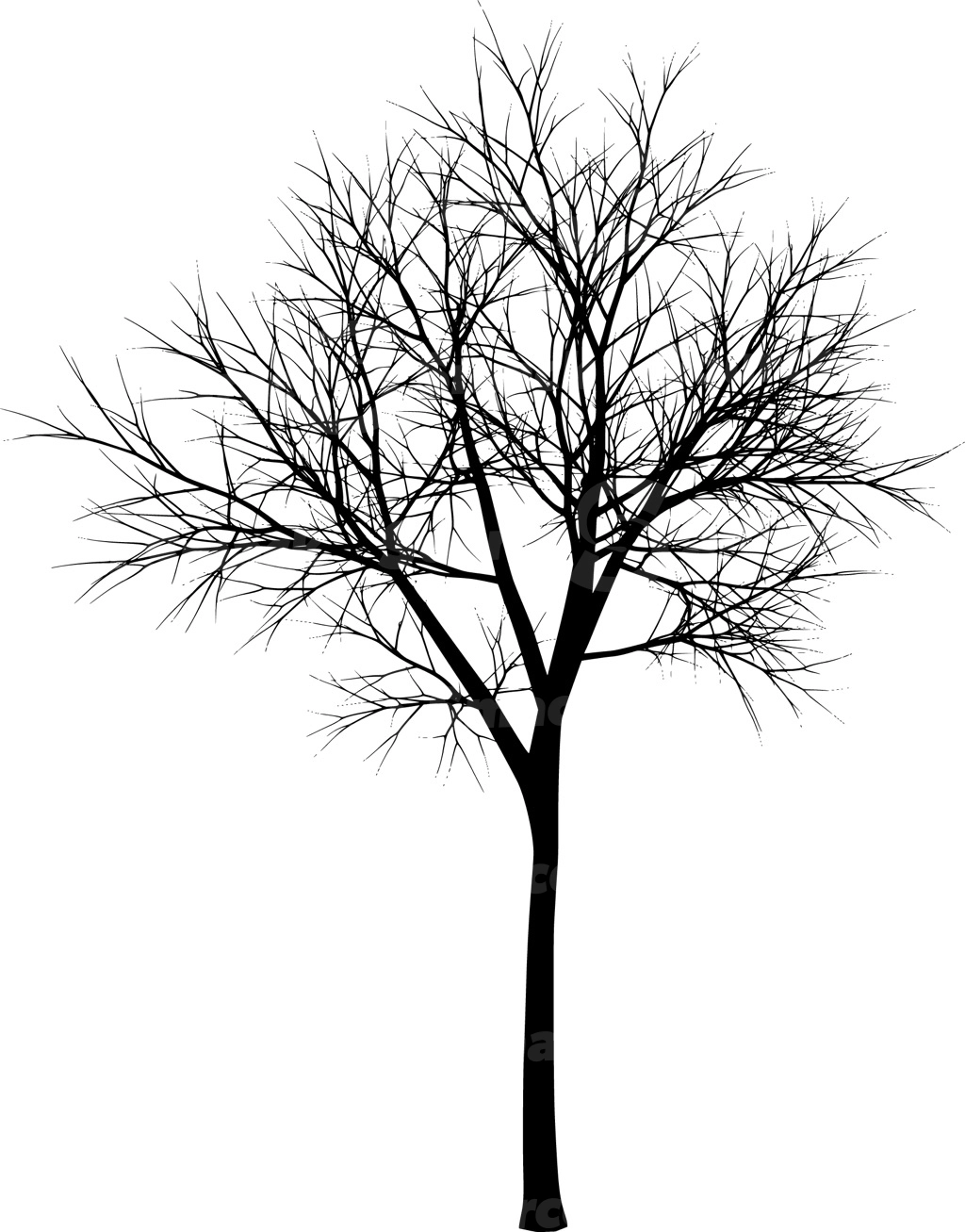 A coniferous tree with no leaves