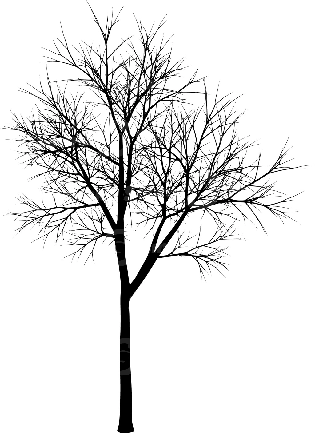 A coniferous tree with no leaves