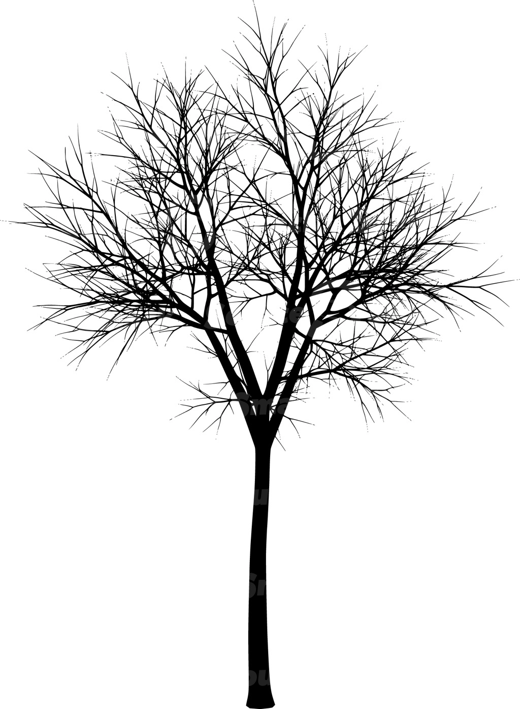 A coniferous tree with no leaves