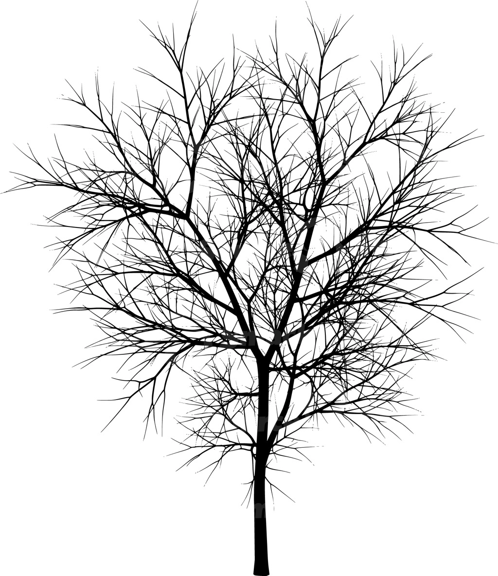 A coniferous tree with no leaves