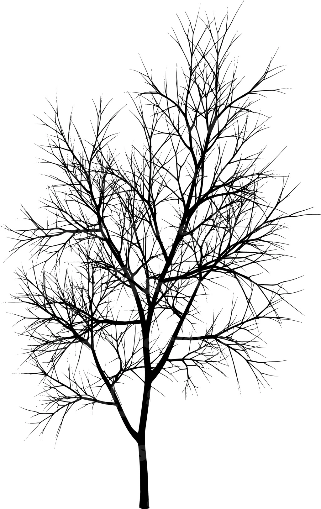 A coniferous tree with no leaves