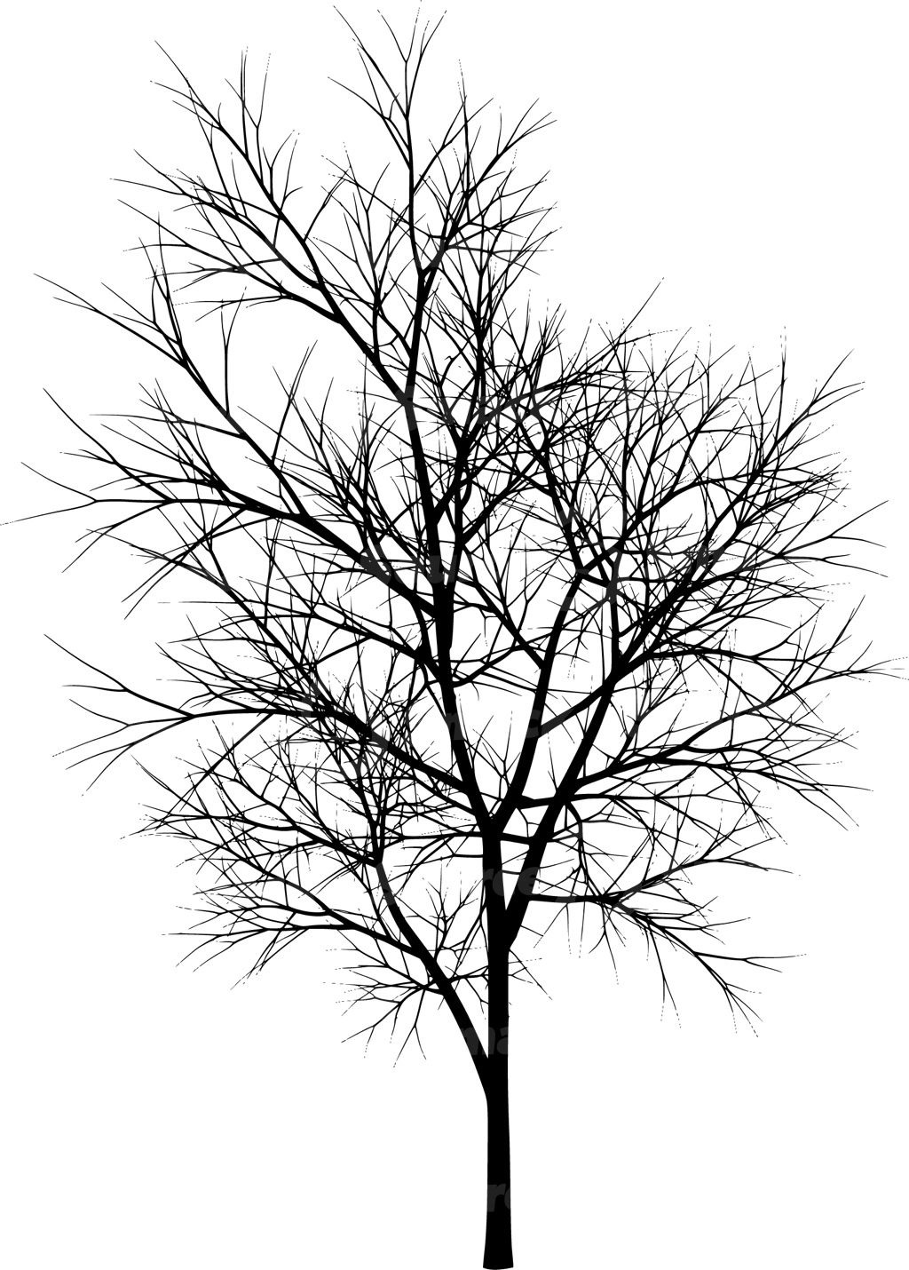A coniferous tree with no leaves