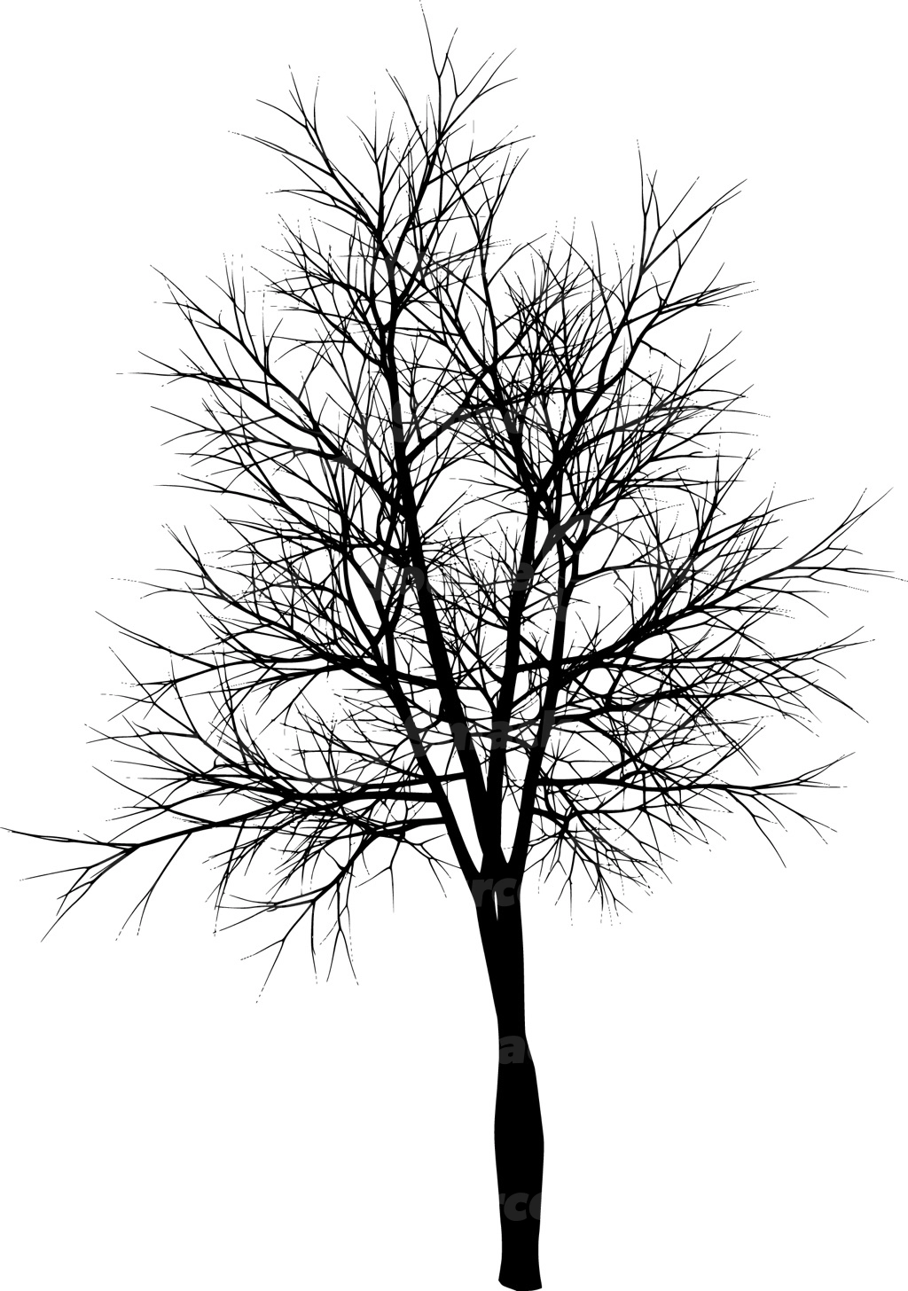 A coniferous tree with no leaves