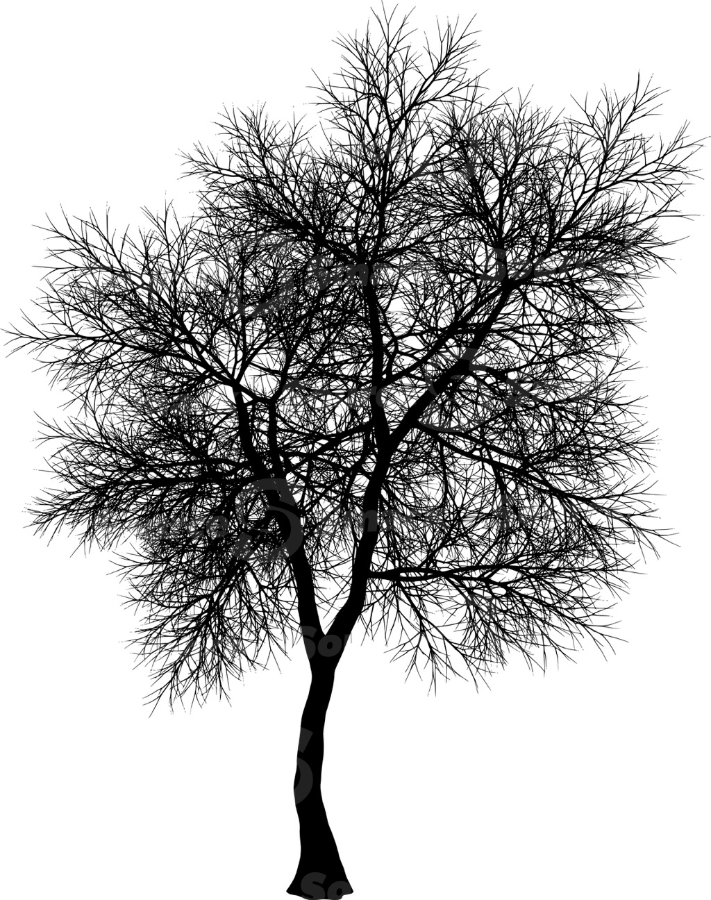 A coniferous tree with no leaves