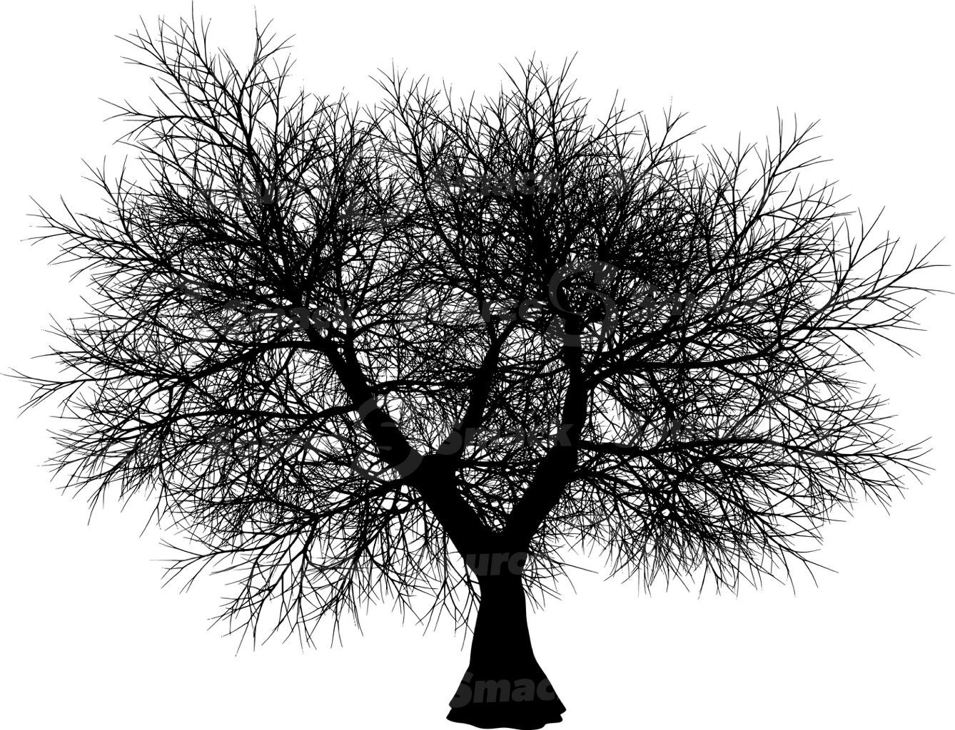 A coniferous tree with no leaves
