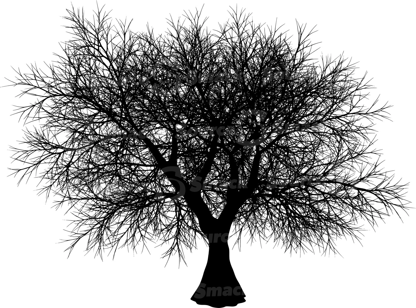 A coniferous tree with no leaves