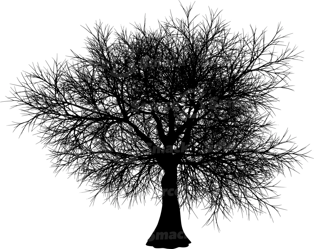 A coniferous tree with no leaves