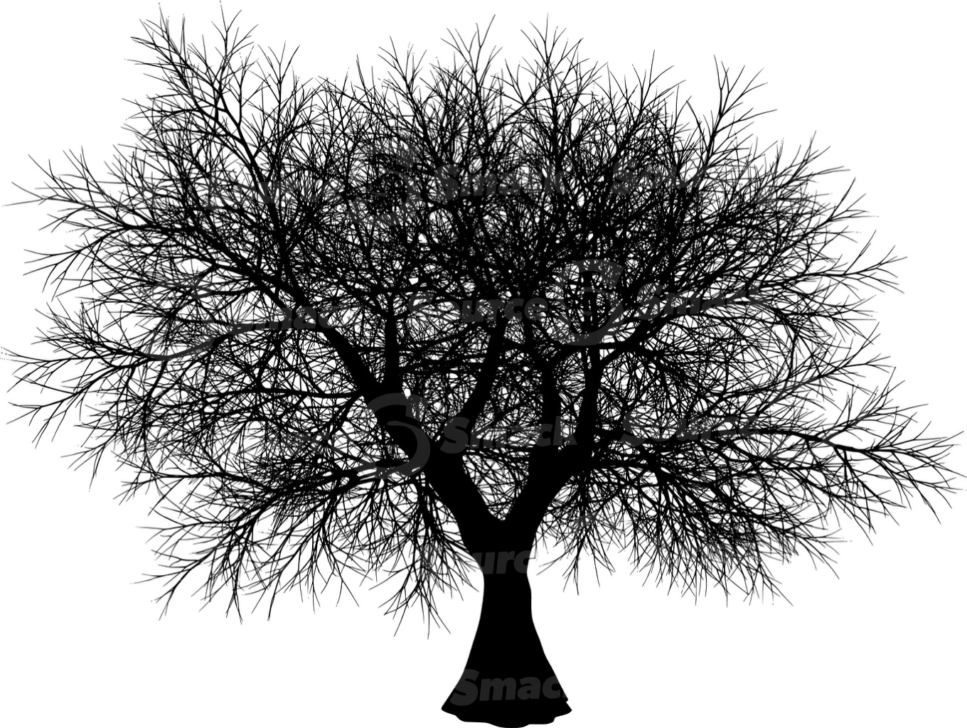 A coniferous tree with no leaves