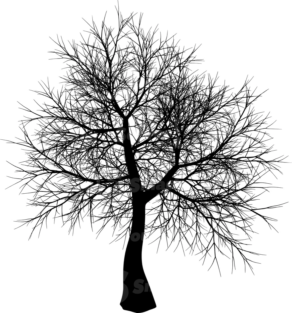 A coniferous tree with no leaves