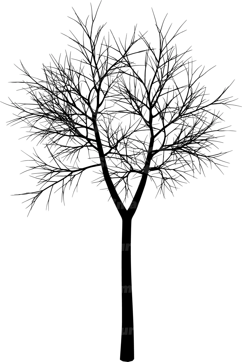 A coniferous tree with no leaves