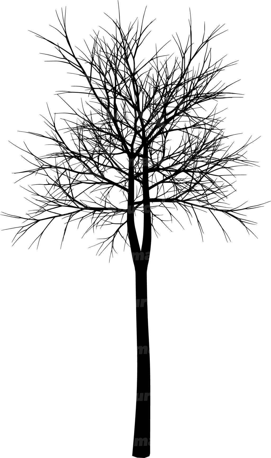 A coniferous tree with no leaves