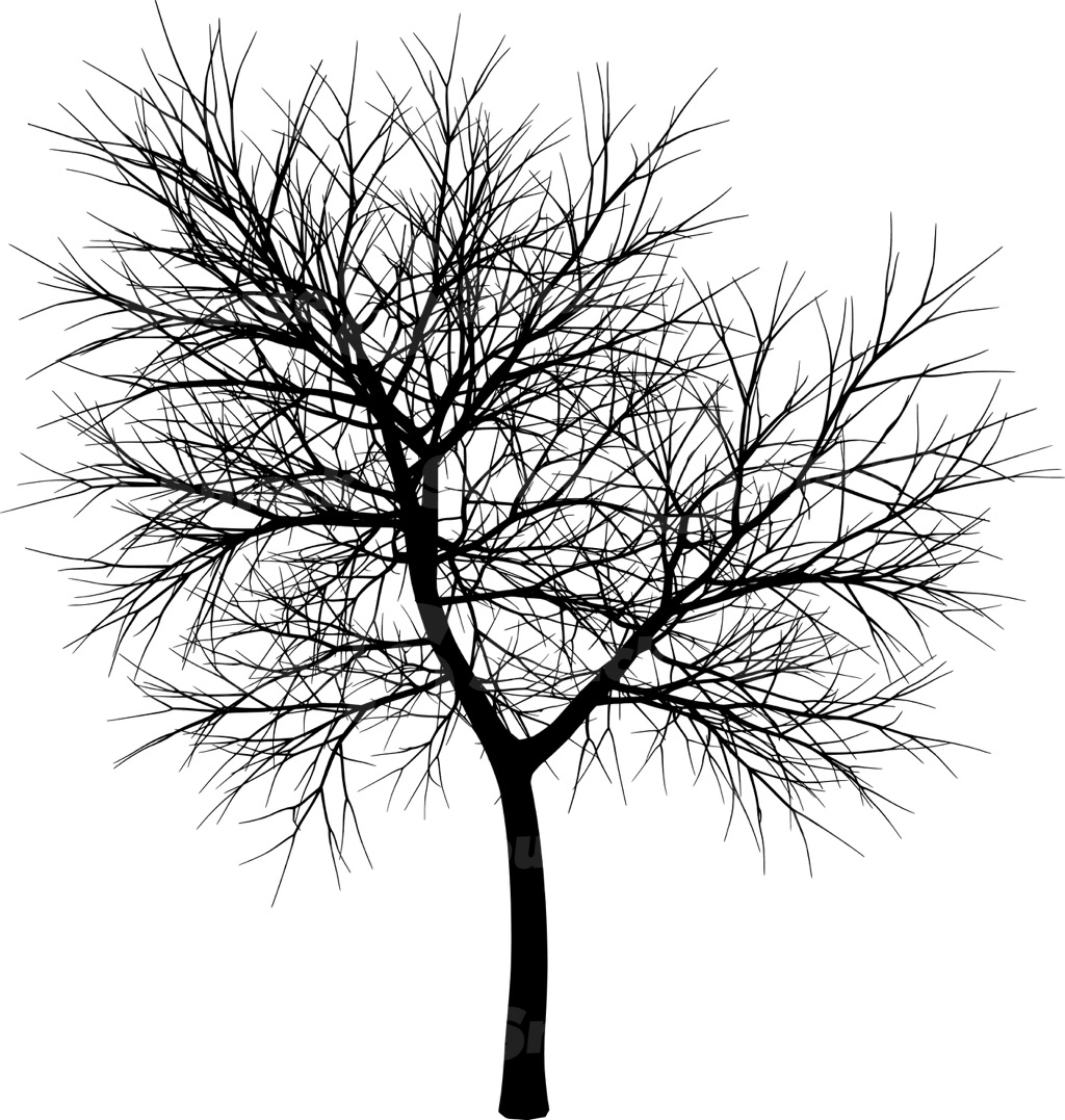 A coniferous tree with no leaves