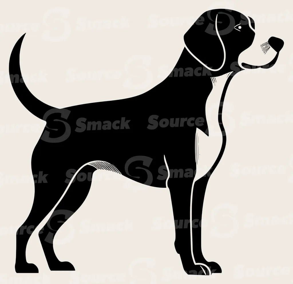 Full body shot of a Beagle Hound dog.