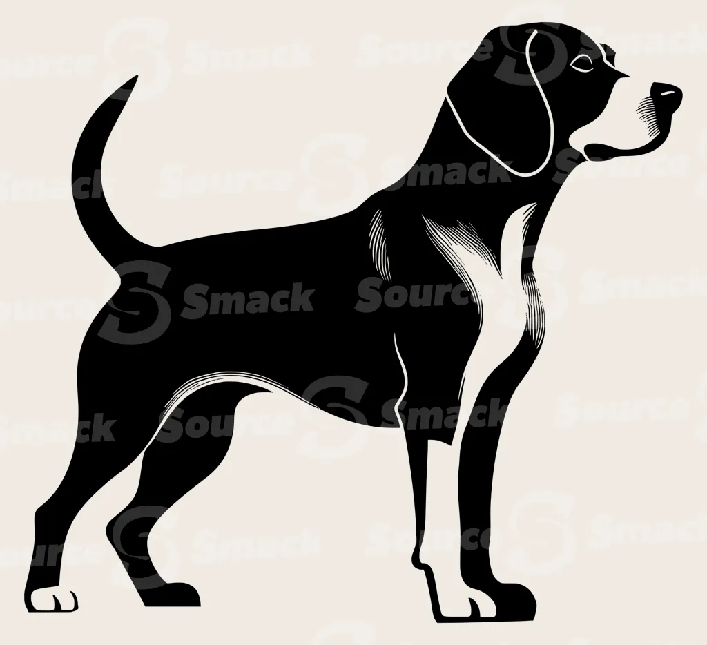 Full body shot of a Beagle Hound dog.