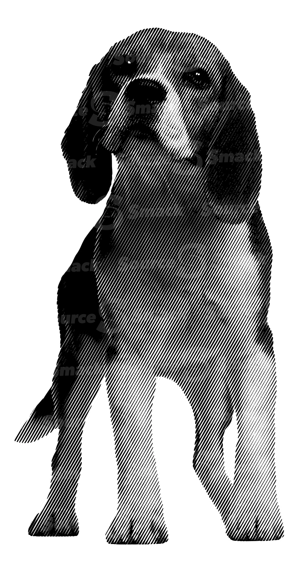 Halftone of a beagle puppy standing on all fours
