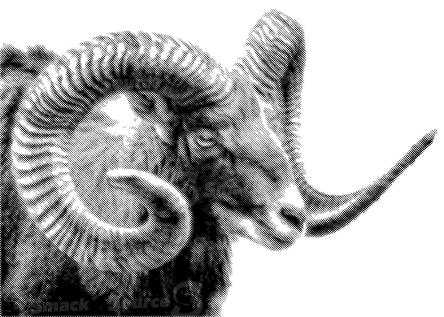 A wild big horn sheep