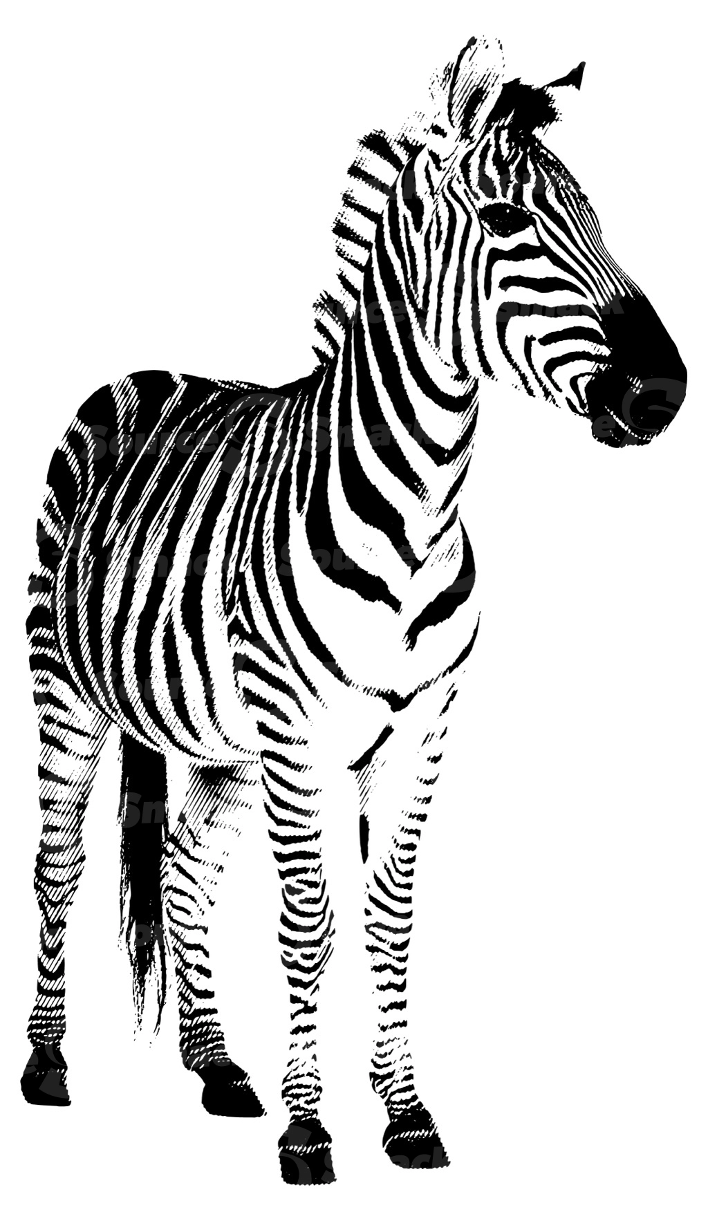 Halftone of a zebra standing (front view)