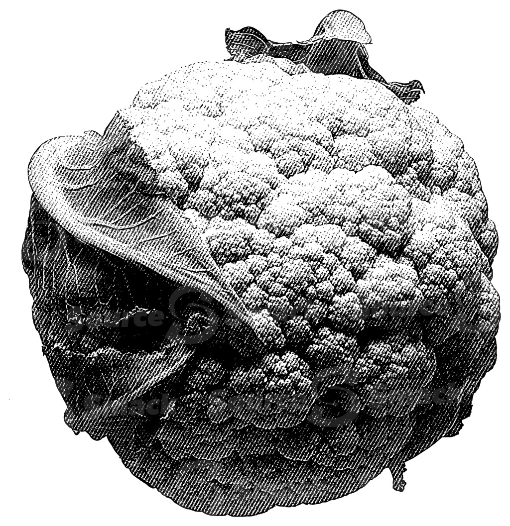A halftone top view of a cauliflower cabbage head