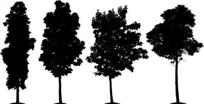 A vector silhouette of a group of coniferous trees
