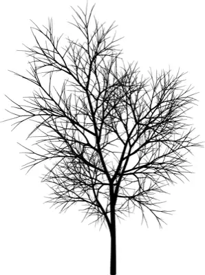 A coniferous tree with no leaves