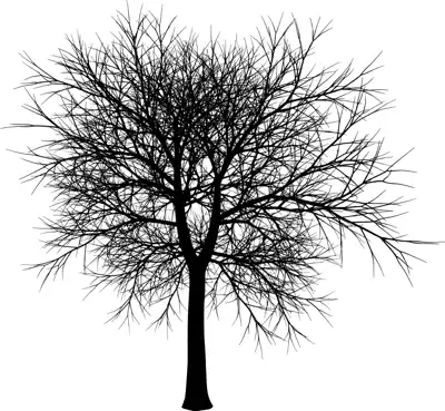 A coniferous tree with no leaves