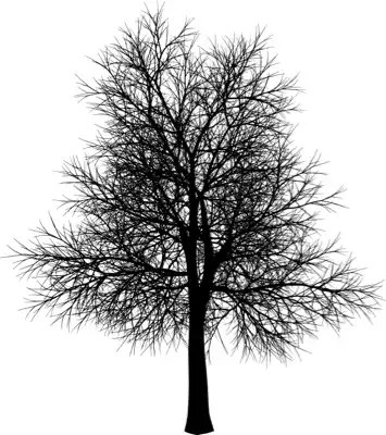 A coniferous tree with no leaves