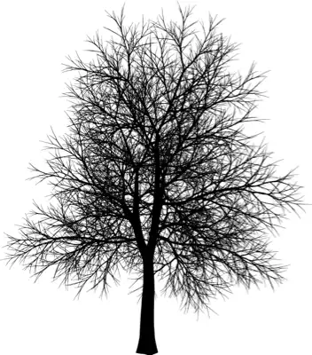 A coniferous tree with no leaves