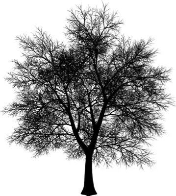 A coniferous tree with no leaves