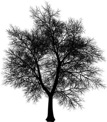 A coniferous tree with no leaves