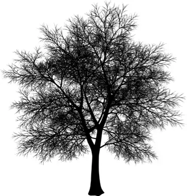 A coniferous tree with no leaves