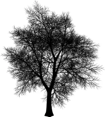 A coniferous tree with no leaves