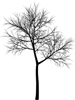 A coniferous tree with no leaves