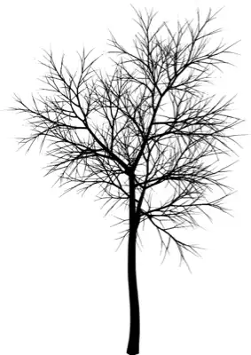 A coniferous tree with no leaves