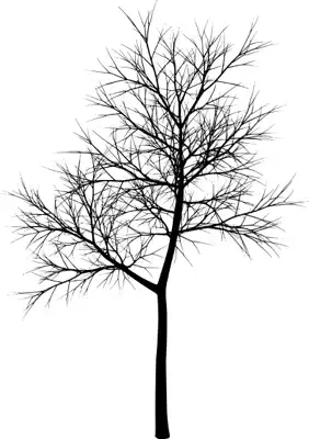A coniferous tree with no leaves